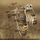 Illustration for article titled The best pictures from National Geographic's Photo Contest 2014